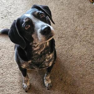 William Linsenbigler